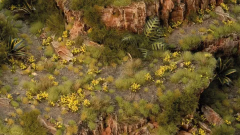 Photo de Gamers Grass - Dandelion Tiny Flowers