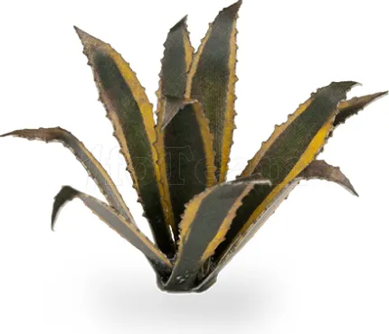 Photo de Gamers Grass - Laser Plants : Agave