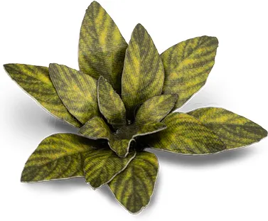 Photo de Gamers Grass - Laser Plants : Dumb Cane