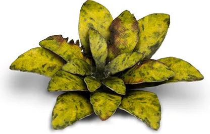 Photo de Gamers Grass - Laser Plants : Dumb Cane