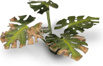 Photo de Gamers Grass - Laser Plants : Monstera