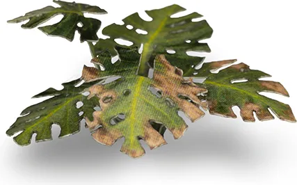 Photo de Gamers Grass - Laser Plants : Monstera